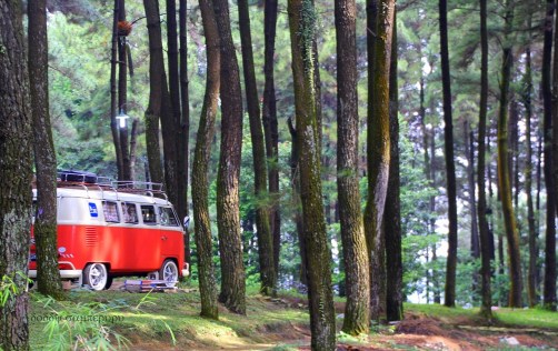 Location: pine forest, Gunung Pancar, 400m asl, Bogor.